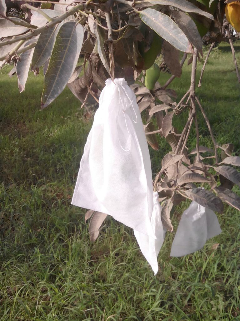 Mango wrapped in white covering bag