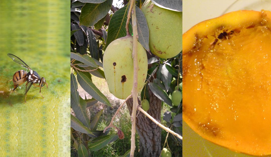 Mango fruit flies damage