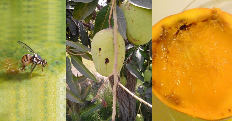 4 Proven Methods To Prevent & Control Mango Fruit Flies SMGE