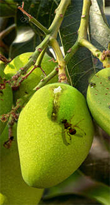 Bactrocera zonata on Mango